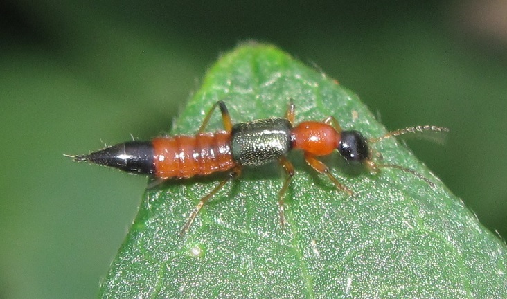 Paederus cfr. fuscipes  (Staphylinidae)